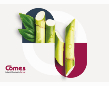 canna_da_zucchero_biomassa