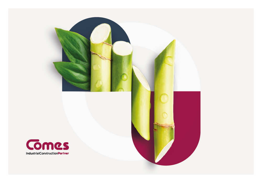 canna_da_zucchero_biomassa